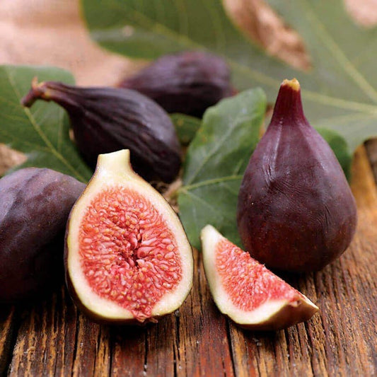 VIOLETTE DE BORDEAUT Fig Tree 1 Gallon - Ficus carica - Edible Fruit, Ornamental Plant, 3 Feet Tall