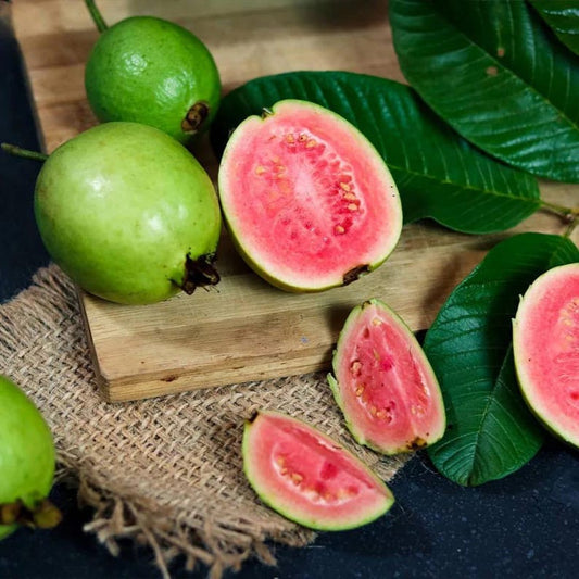 1 Gallon Pink Guava Tree, 2-3 Feet Tall, Psidium guajava, Live Plant with Soil and Pot, Ideal for Home Gardens