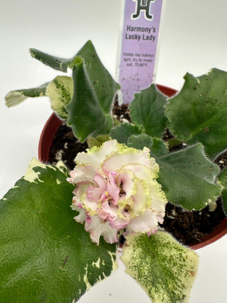 Live African Violet 4" Plant - Harmony's Lucky Lady - Blooming African Violet - Saintpaulia