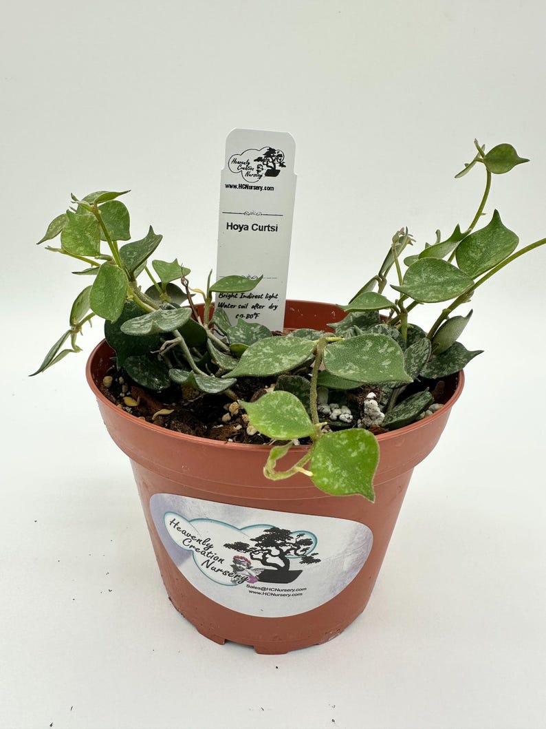 Live Hoya Plant 4" - Curtsi, Wax Plant - Fragrant & Low-Maintenance Indoor Tropical Plant - Hoya spp.
