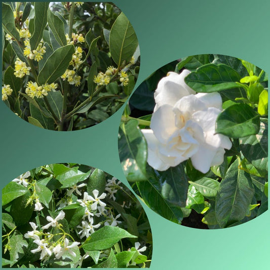 2" Combo Trio Plants - Bayleaf, Gardenia, Star Jasmine - Laurus Nobilis, Garcia Veitchii, Trachelospermum Jasminoides