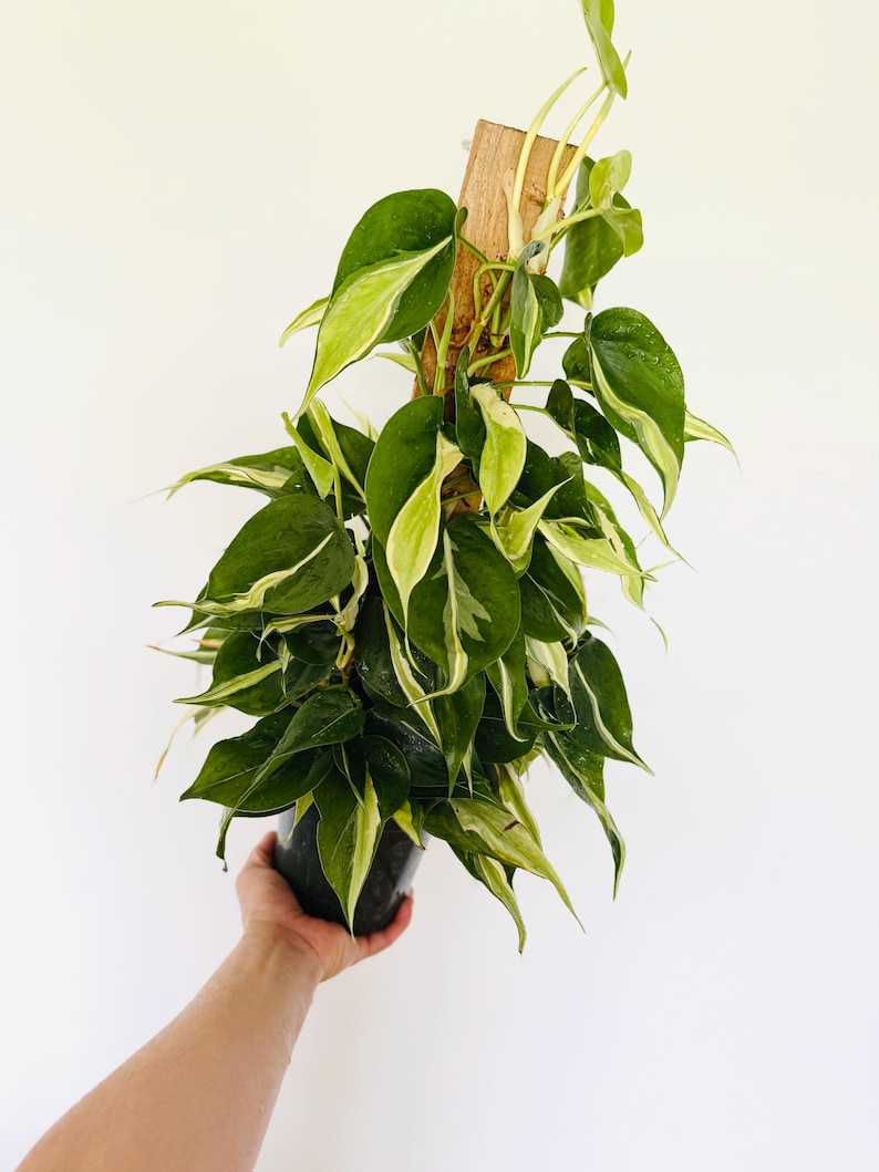 Philodendron Rio Totem Plant - 6” Pot - Rare Variegated Leaves - Philo ...