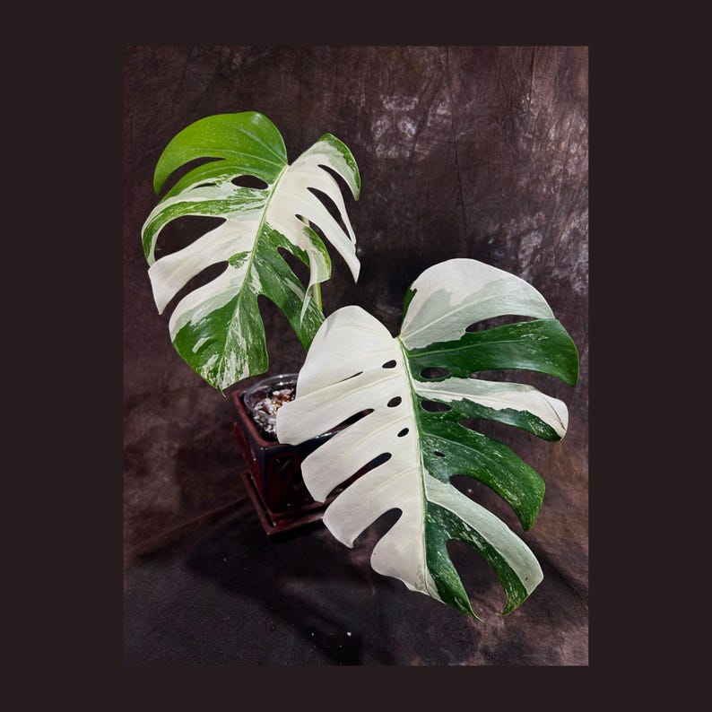 Variegated Monstera Albo Plant - Rare Indoor White Monstera Borsigiana - Unique Half-Moon Leaves - Exact Plant - Monstera Albo