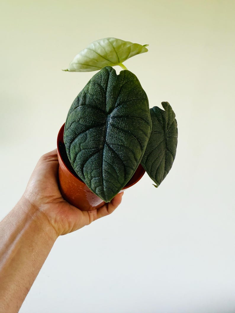 Alocasia Melo Starter Plant in 3” or 4” Pot - Tropical Houseplant with Unique Rippled Foliage - Live Plant