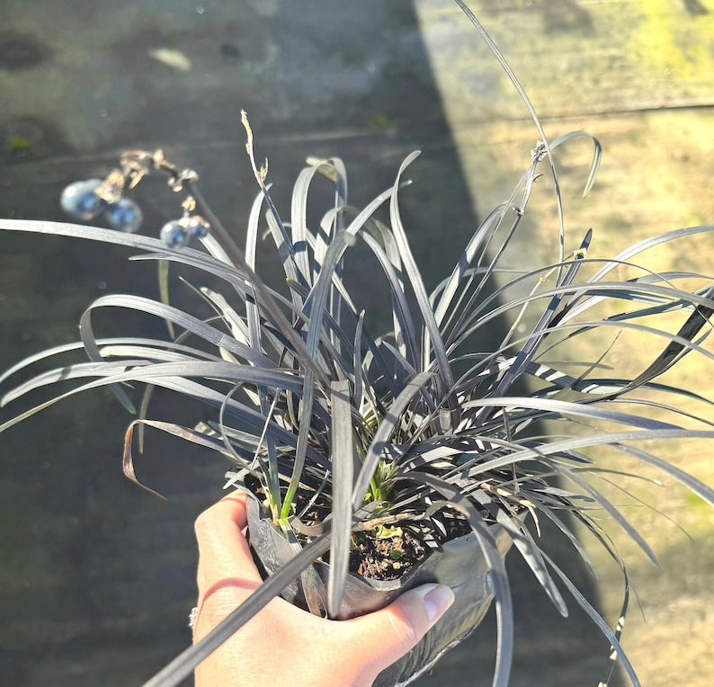 Black Mondo Grass Plant in 4 Inch Pot, Ophiopogon planiscapus 'Nigrescens', Ornamental Grass with Dark Foliage