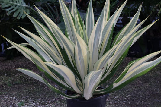 Variegated Agave Plant - False Agave Furcraea foetida - Exotic Green Cream Accent for Landscaping and Indoor Décor