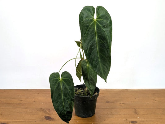Anthurium Queremalense Live Plant - 4 Inch Pot - Tropical Green Foliage - Perfect for Indoor Decor - Exotic Houseplant