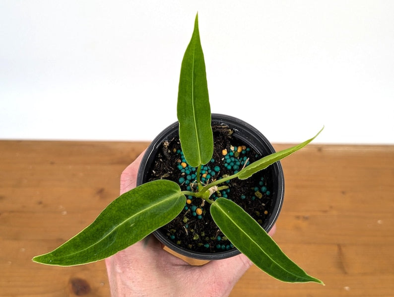 Anthurium Juvenile Plant with 2+ Leaves - Queen Warocqueanum - Anthurium waroqueanum - Free Hoya Krimson Queen with 3+ Orders