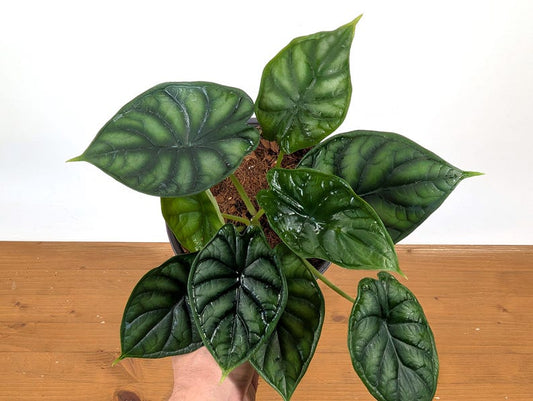 Alocasia Dragon Scale 6" Pot - Exotic Indoor Plant, Alocasia Baginda, Free Hoya Krimson Queen with 3+ Orders - Pet Unfriendly