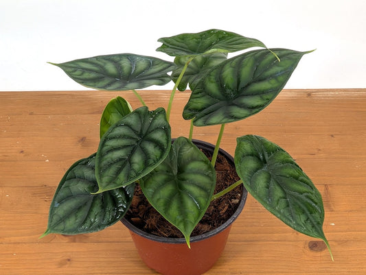 Alocasia Dragon Scale Plants - Assorted 6 Inch Pots - Multiple Plants per Pot - Exotic Tropical Plant