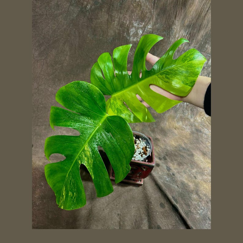 Monstera Aurea Variegated Borsigiana Potted Plant - Monstera Marmota - Tropical Houseplant - Unique Variegation - US Seller