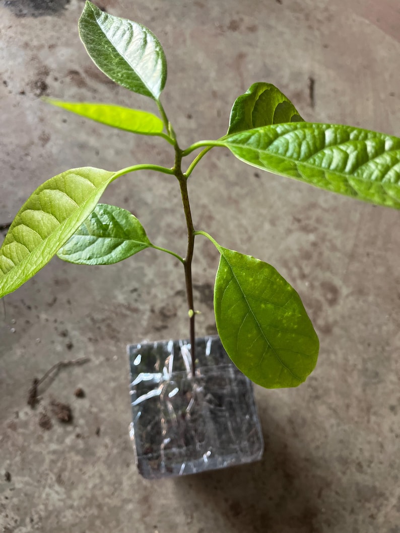 Hass Avocado Plant in 4" Pot, Persea americana, One Year Old Seedling, Ideal for Home Gardening & Culinary Use