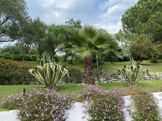 Agave Plant - Variegated Century Plant - Agave Americana Marginata - Low-Maintenance Accent for Gardens and Landscapes