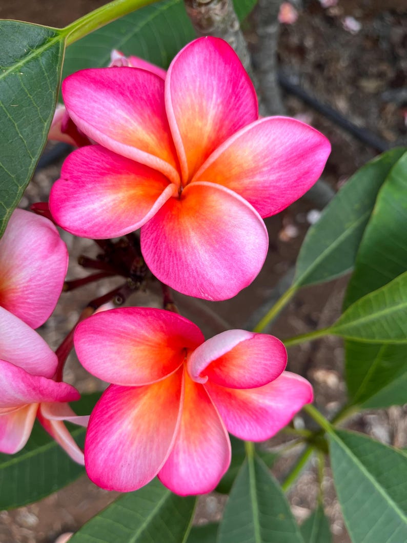 Hawaiian Frangipani Cutting 10-12" Honeymoon Plumeria Unrooted, Sweet Honey Scent, Plumeria rubra