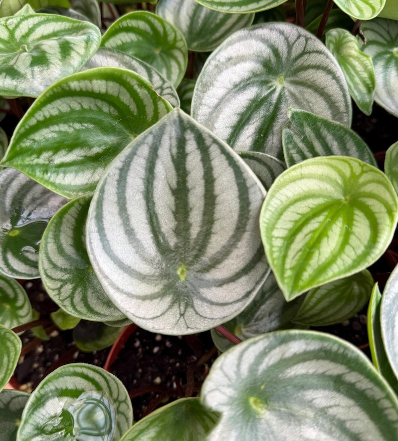 Peperomia Watermelon Plant in 4" Pot | Peperomia Argyreia | Tropical Houseplant with Striking Foliage