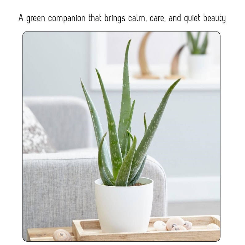 Aloe Vera Plant 6" Pot Low Maintenance House Plant Succulent (Aloe barbadensis miller) - Ships Bare Root