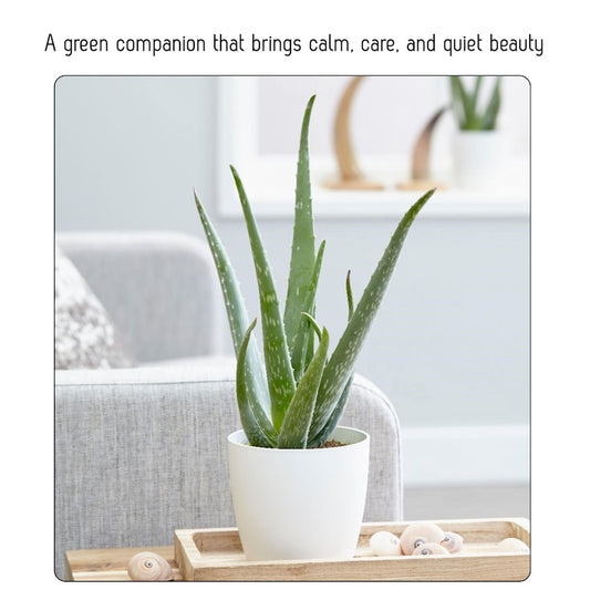 Aloe Vera Plant 6" Pot Low Maintenance House Plant Succulent (Aloe barbadensis miller) - Ships Bare Root
