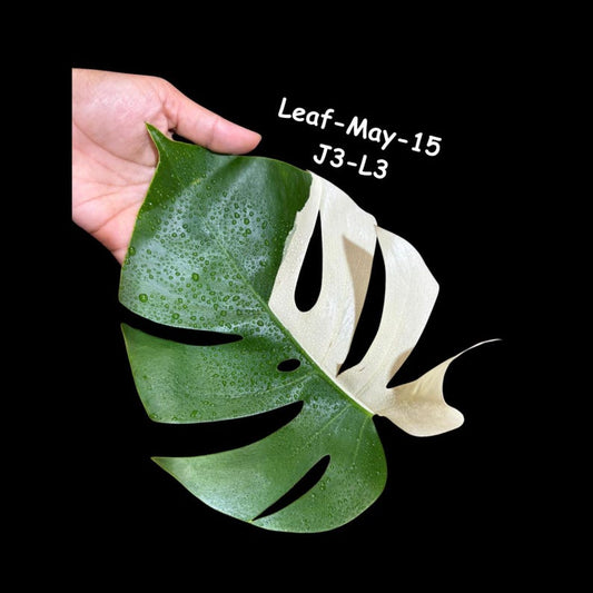 Variegated Monstera Cutting - White Monstera Albo - Rare Monstera Borsigiana Albo - Same Cutting as Images - US Seller