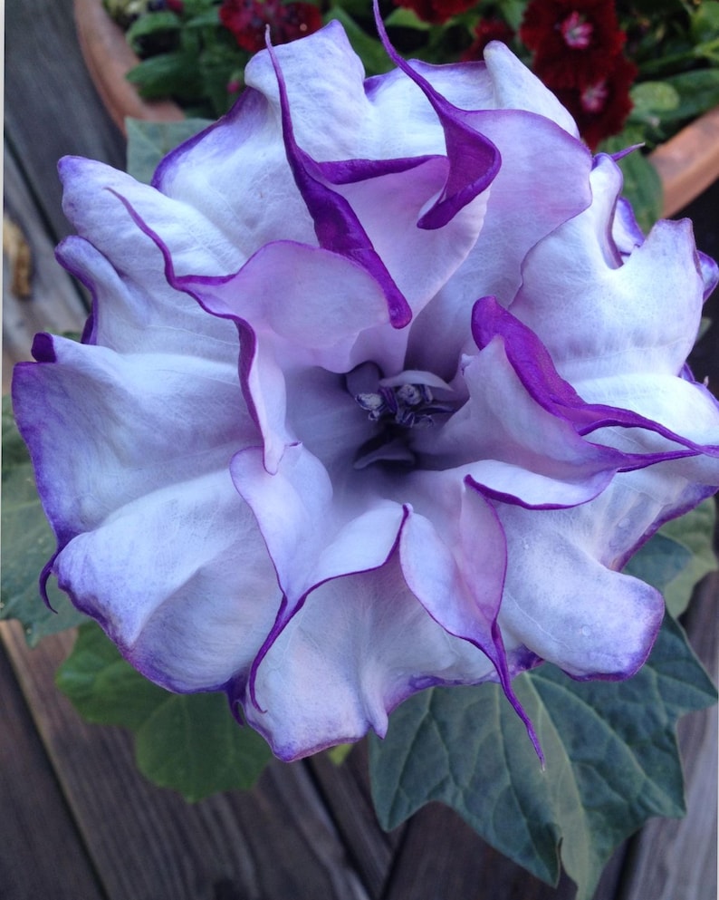 Double Purple Datura Tree 3ft | Angel Trumpet | Devil's Trumpet | Datura metel