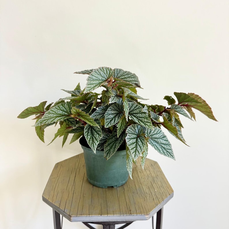 Live 6 Inch Pot Begonia Snow Capped, Variegated Angel Wing Begonia, Begonia Snowcap, Perfect Gift for Plant Lovers
