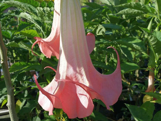 Brugmansia Dola Angels Trumpet Starter Plant - Peach Hybrid with Fragrant Flowers (Brugmansia spp.) - 6-8 inches Tall