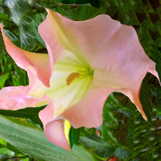Brugmansia Strawberry Cream Live Plant - Coral Pink Angels Trumpet - Well-Rooted Starter Size - Brugmansia Hybrid