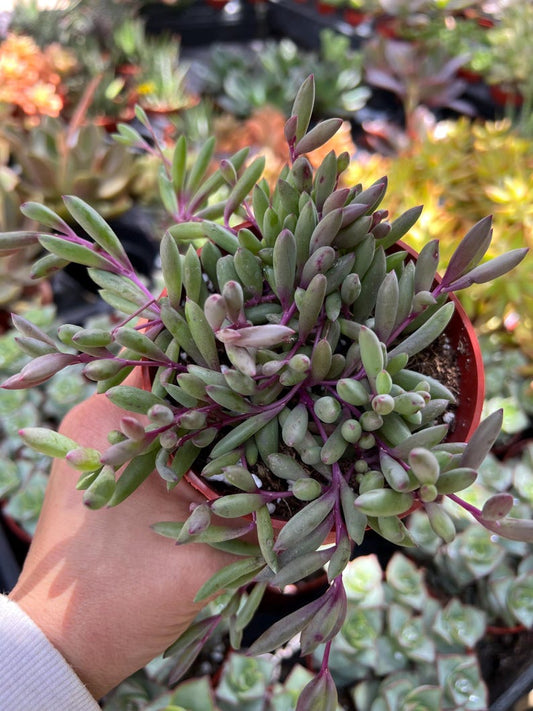 4” Othonna Capensis ‘Ruby Necklace’ Succulent Plant in 4" Pot, String of Cucumber, Live Houseplant