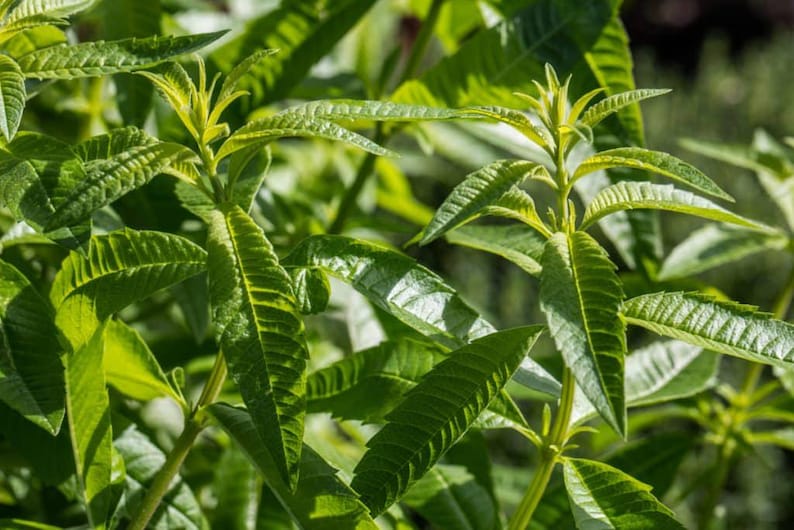 Organic Lemon Verbena Herb Live Starter Plant - Aloysia citriodora - 2.5" Pot - Culinary Herb for Tea, Salads, and Desserts