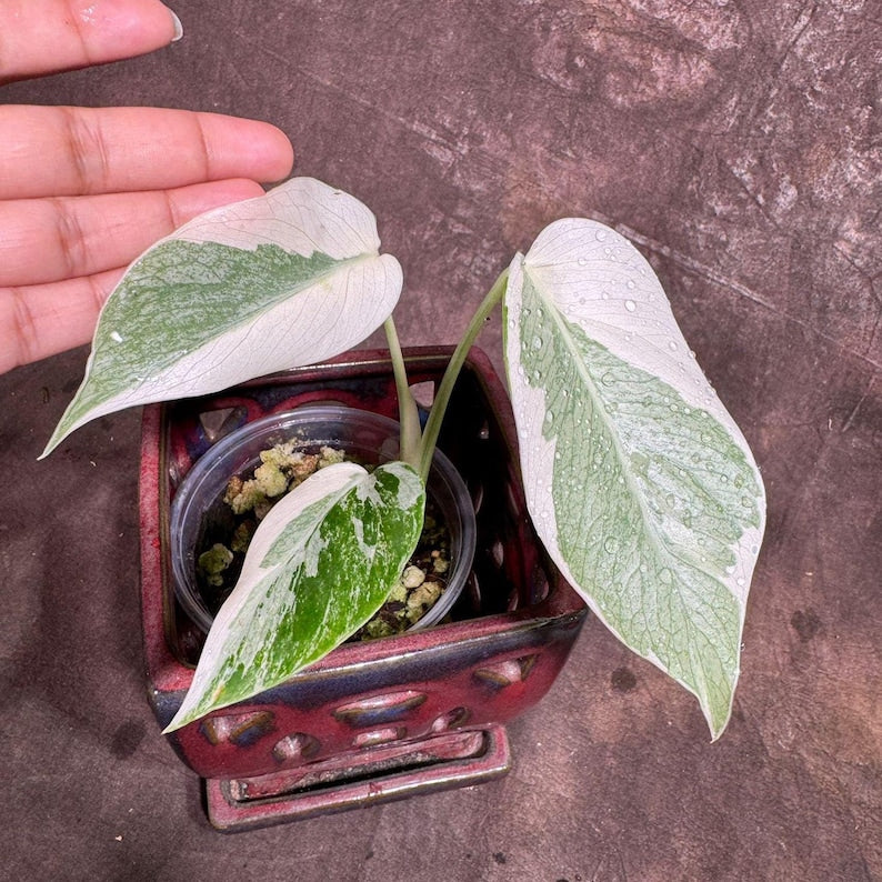 Variegated Monstera Albo Plant - Rare Indoor White Monstera Borsigiana - Exact Plant - Houseplant - Tropical Plant Decor