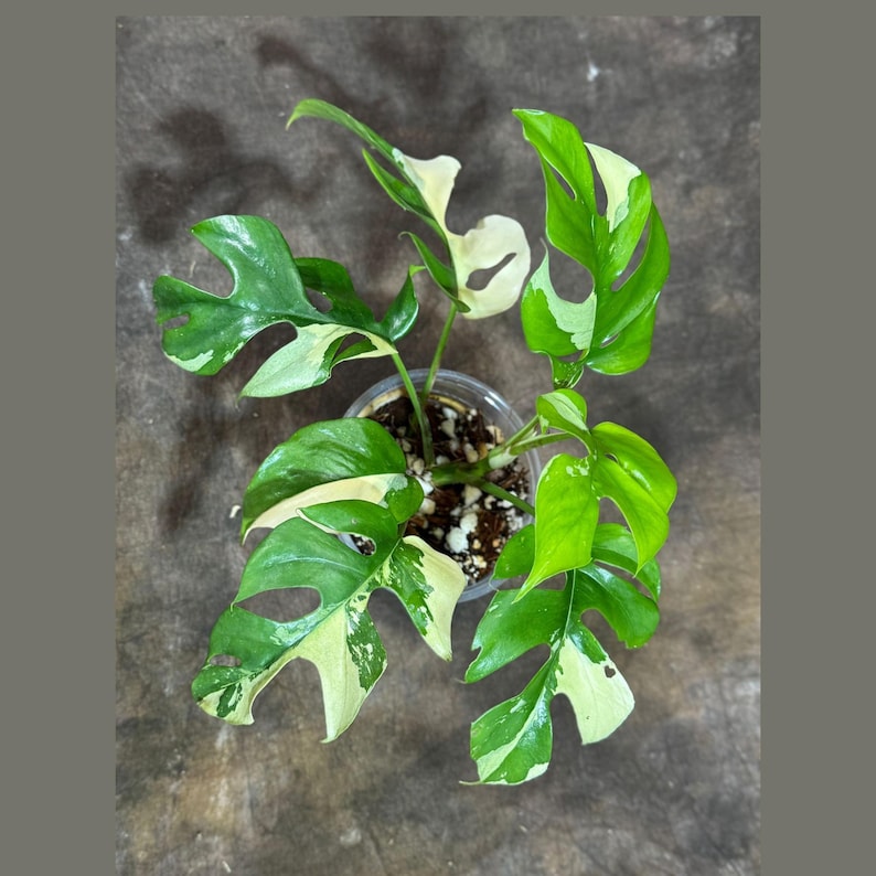Rare Variegated Rhaphidophora Tetrasperma Aurea Plant in Nursery Pot - Mini Monstera - Unique Houseplant - Rhaphidophora Tetrasperma