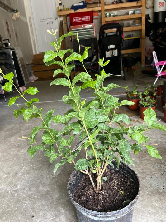 Big Jasmine Sambac Plant - 12"-19" - Fragrant Flowering Jasmine - Jasminum sambac
