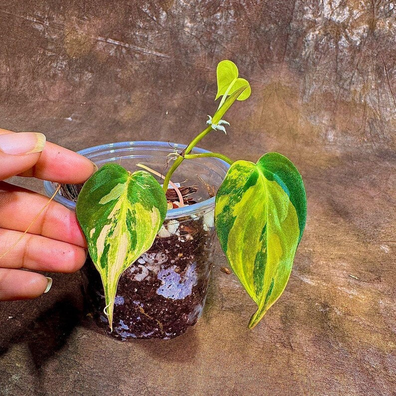 Rare Variegated Philodendron Mican Aurea Plant in Nursery Pot - Philodendron Micans "Aurea" - Unique Colorful Houseplant