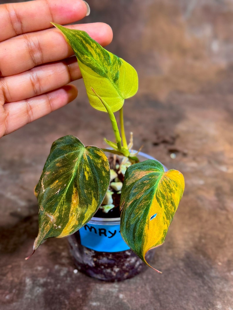 Rare Variegated Philodendron Mican Aurea Plant in Nursery Pot - Philodendron Micans "Aurea" - Unique Collector Houseplant