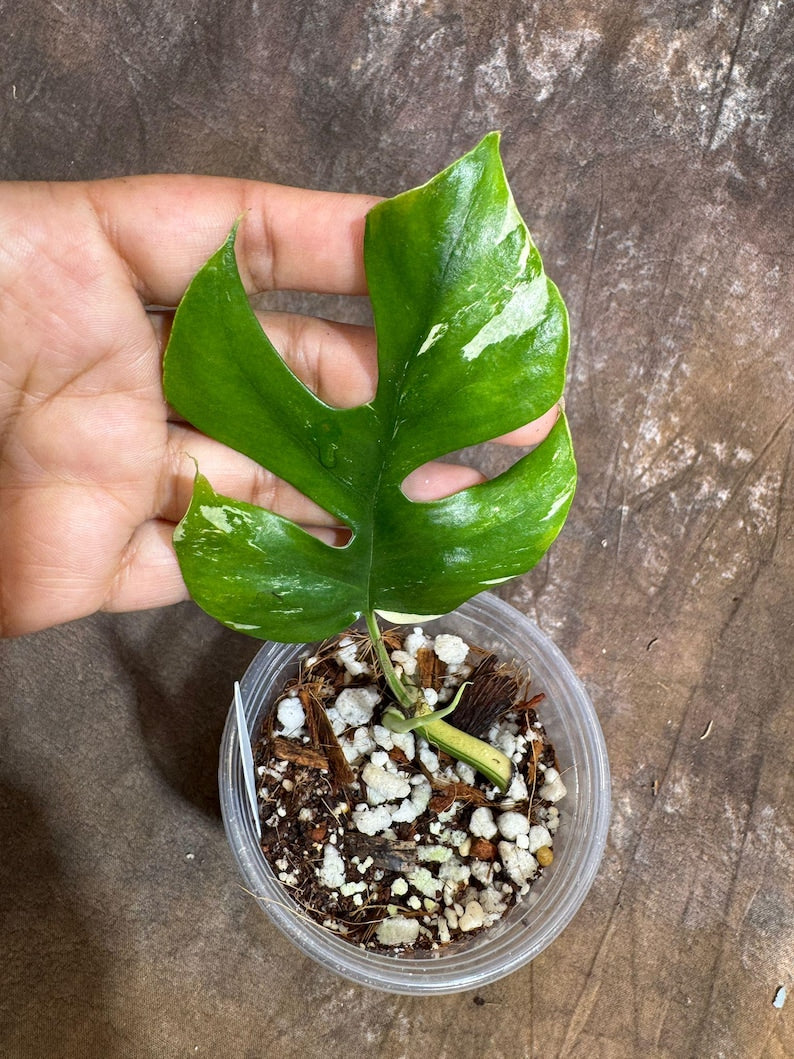 Rare Rhaphidophora Tetrasperma Albo Plant in Nursery Pot - Mini Monstera - Variegated Houseplant - Rhaphidophora tetrasperma 'Albo'