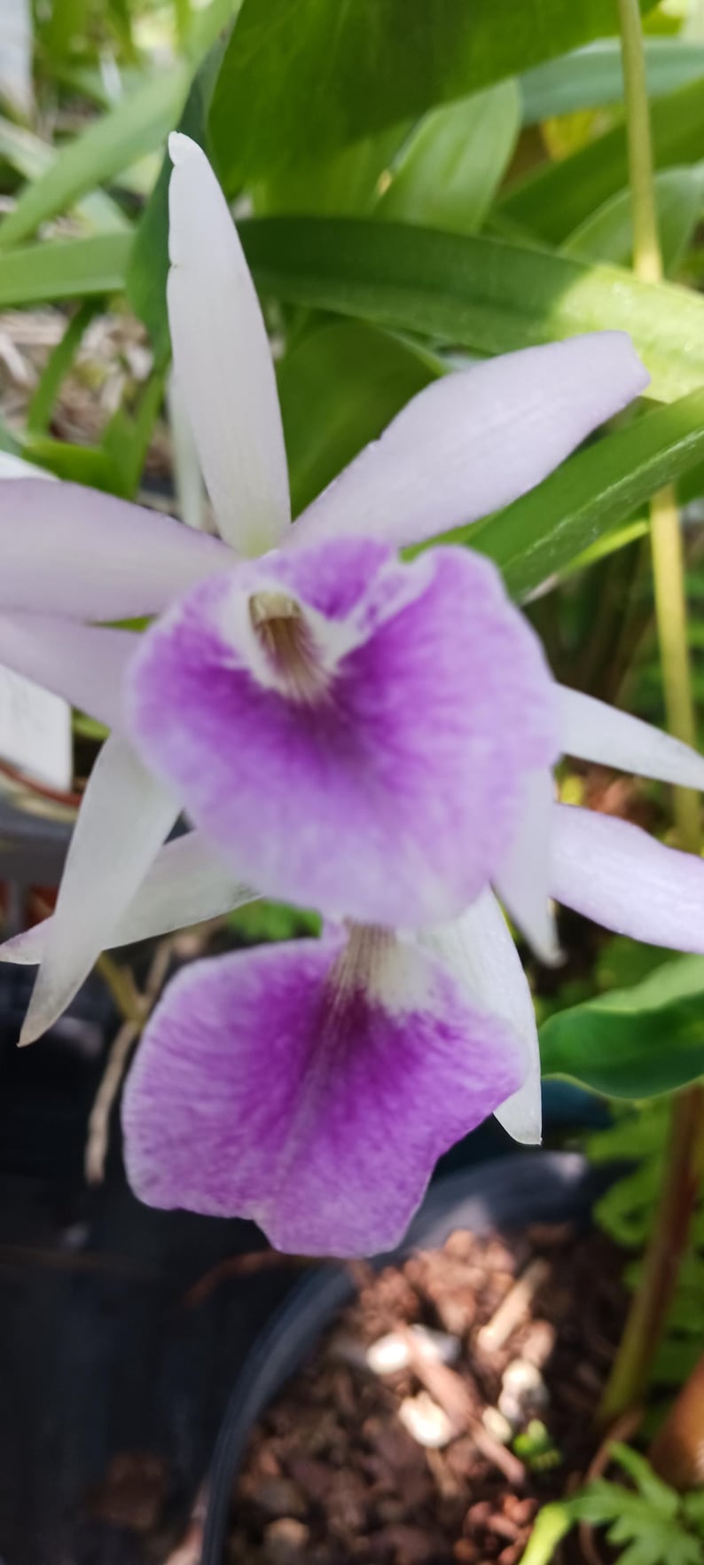 Cattleya Orchid Plant 2" & 4" Pots Magenta Brassavola Hybrid (Msn Maikai x Gur bowringiana x B nodosa) Mounted or Potted