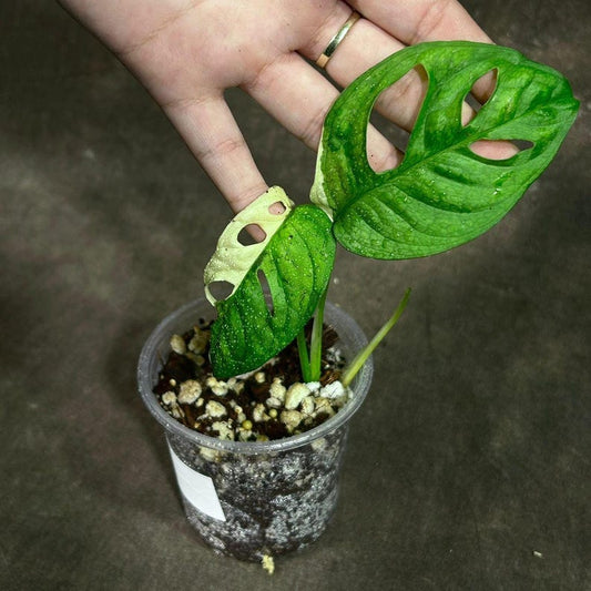 Variegated Monstera Adansonii Aurea Plant - Premium Swiss Cheese Vine - Unique Color Foliage - US Seller