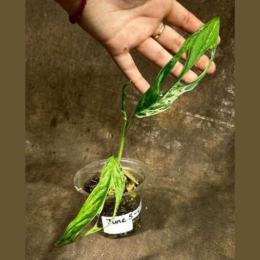 Variegated Monstera Adansonii Mint Plant - Live Rare Collector Plant - Monstera Adansonii (Indonesia) - Home Decor Plant
