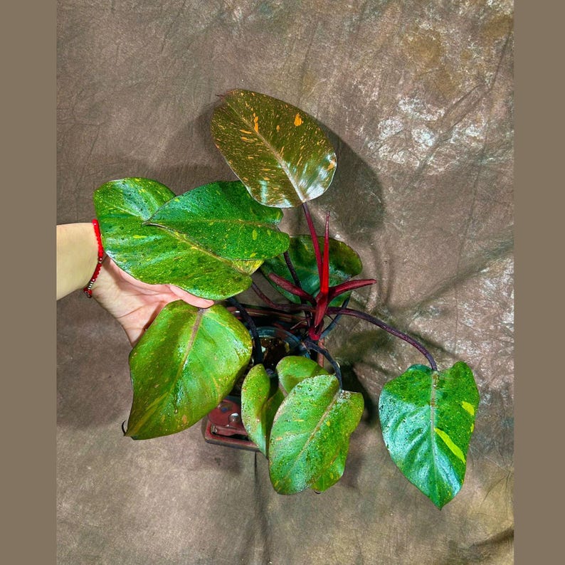 RARE Philodendron Orange Princess Live Plant in Nursery Pot - Philodendron 'Orange Princess' - Unique Houseplant - US Seller