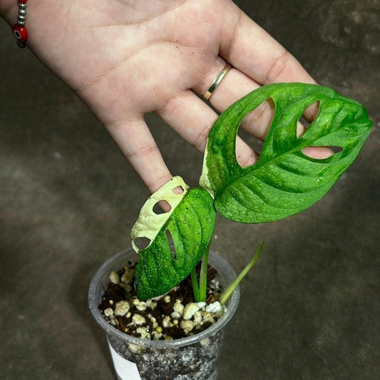 Variegated Monstera Adansonii Aurea Plant - Premium Swiss Cheese Vine - Rare Houseplant - US Seller