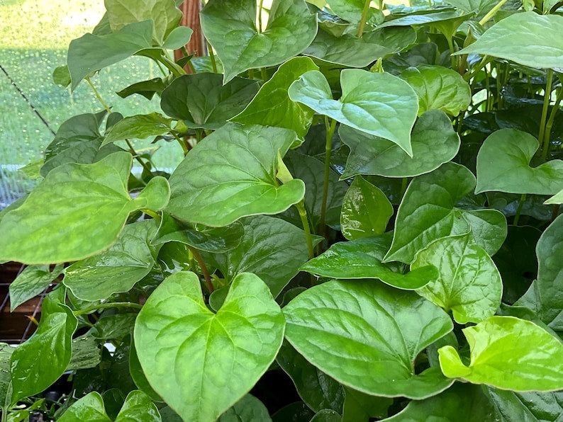 Fish Mint Plant 2.5" Pot - Houttuynia cordata - Edible Chameleon Plant for Culinary and Medicinal Use