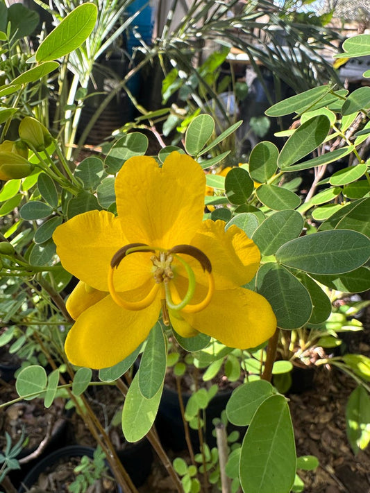 Winter Cassia Plant, 2.5" Pot, Yellow Candlewood, Senna bicapsularis, Perennial, Cold Hardy, Free Shipping on $35+ Orders