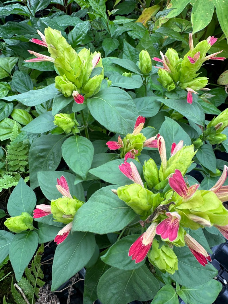 Fruit Cocktail Shrimp Plant, 2.5" Pot, Justicia brandegeeana, Perennial Flowering Plant, Hummingbird Attractor, Free Shipping