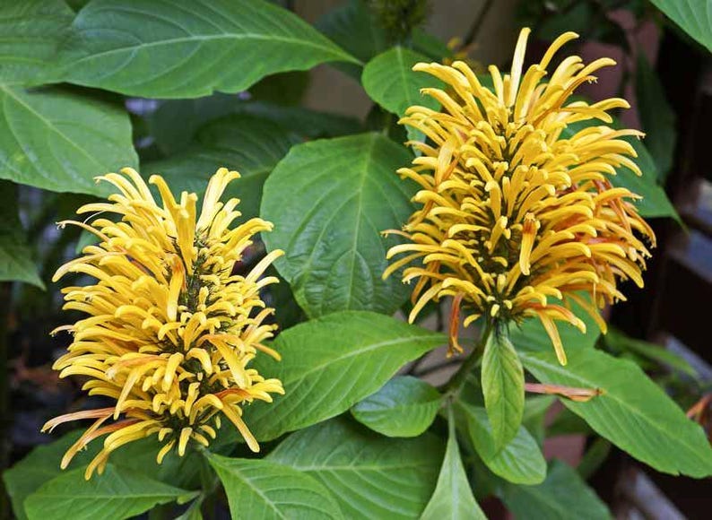 Golden Plume Flower 2.5" Pot, Yellow Jacobinia, Justicia aurea, Tropical Perennial Plant for Garden, Attracts Butterflies