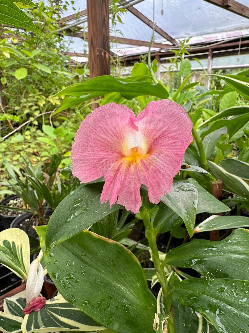 African Spiral Flag Plant, 2.5" Pot, Costus lancanusiana, Tropical Perennial with Pink Flowers