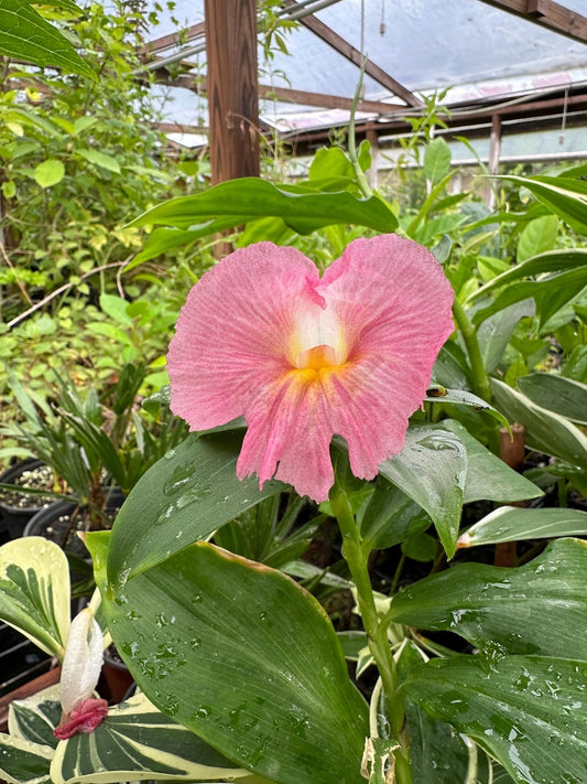 African Spiral Flag Plant, 2.5" Pot, Costus lancanusiana, Tropical Perennial with Pink Flowers