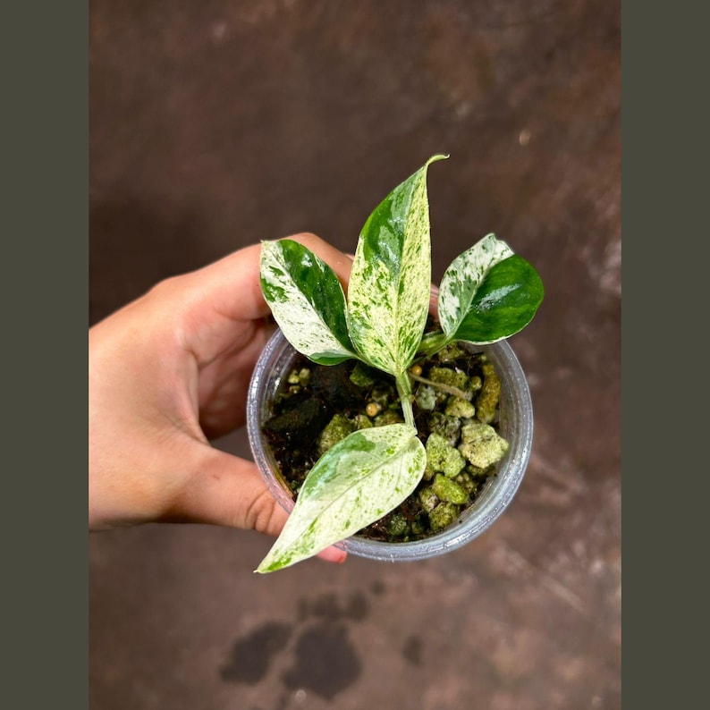 Epipremnum Pinnatum Albo Variegated Plant in Nursery Pot | Indoor Tropical Vining Plant | US Seller | Epipremnum Pinnatum 'Albo'