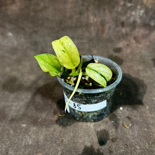 Variegated Philodendron Mican Aurea Live Plant in Nursery Pot - Rare Collector Houseplant - Philodendron Micans "Aurea"