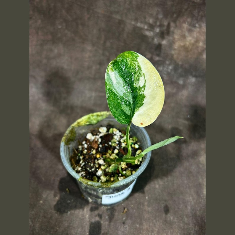 Variegated Scindapsus Pictus 'Jade Satin' Plant in Nursery Pot | Rare Collector Indoor Plant | Heart-Shaped Leaves