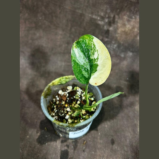 Variegated Scindapsus Pictus 'Jade Satin' Plant in Nursery Pot | Rare Collector Indoor Plant | Heart-Shaped Leaves