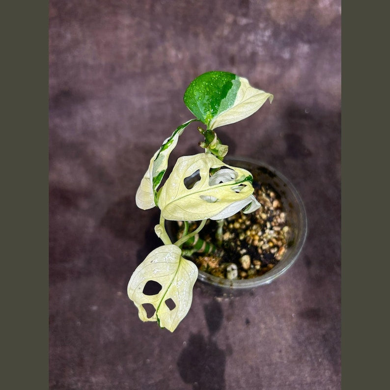 High Variegated White Monstera Adansonii Albo Potted Plant - Swiss Cheese Vine - Rare Collector Plant - Indoor Houseplant